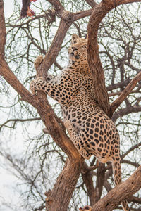 Close-up of a cat on tree