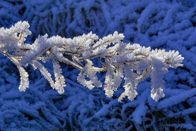 Close-up of snow