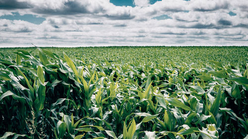 Crops growing on field against sky