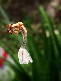 Close-up of plant against blurred background