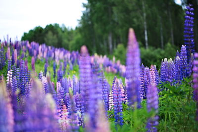 Close-up of purple flowering plants on field