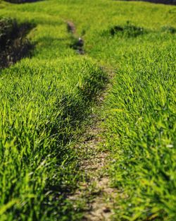 Scenic view of field