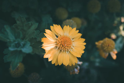 Close-up of orange flower