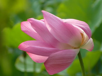 Close-up of pink rose flower