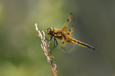 Close-up of dragonfly on twig