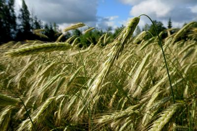 Close-up of stalks in field against sky