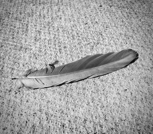 High angle view of feather on field