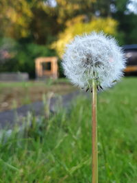 Close-up of dandelion flower on field