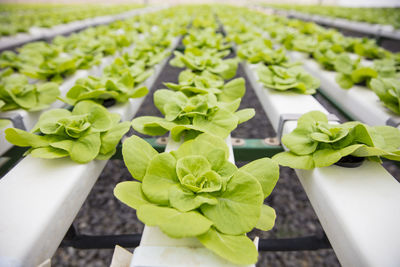 Vegetables growing in greenhouse