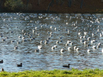 Swans swimming in lake