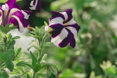 Close-up of purple flowers blooming outdoors