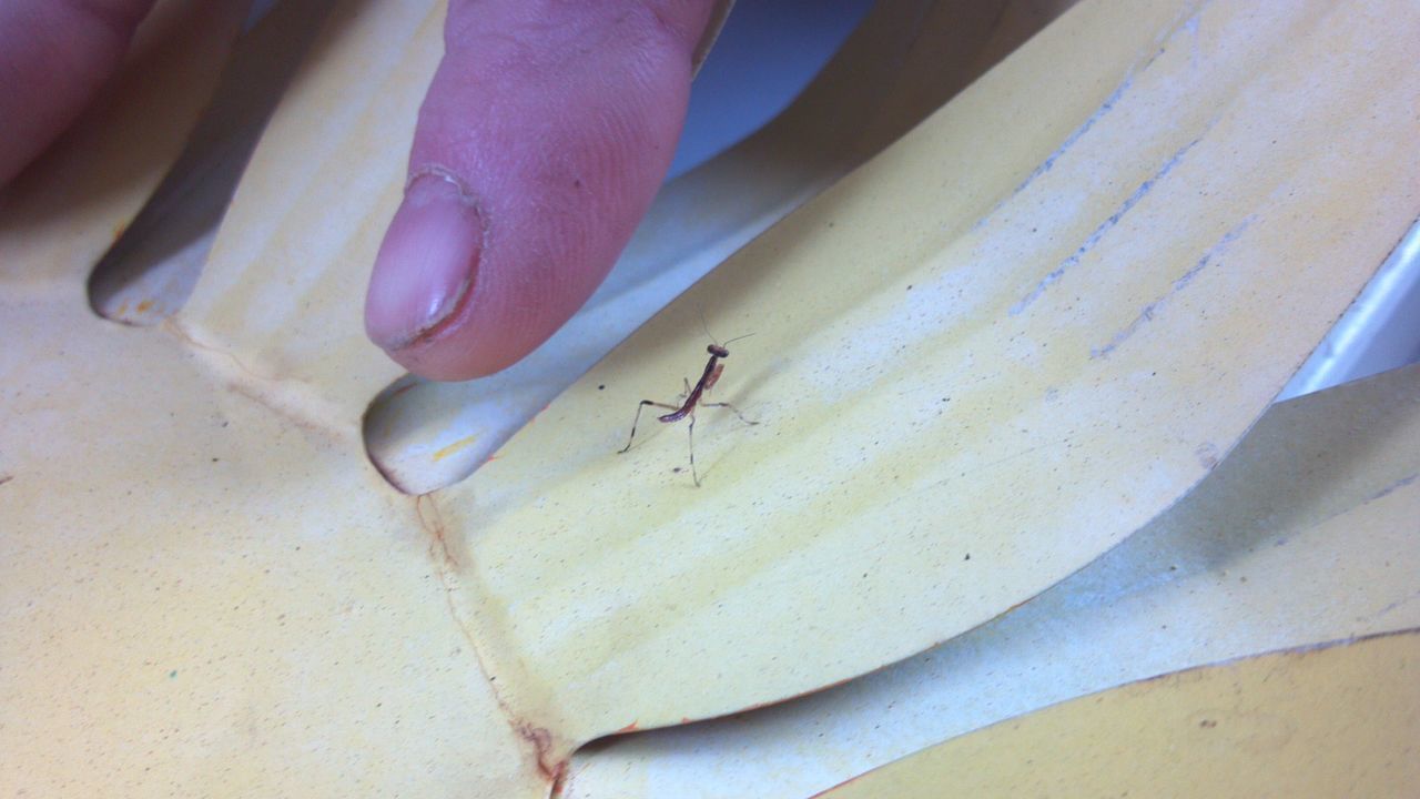 CLOSE-UP OF AN INSECT ON HAND