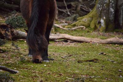 View of forest in forest