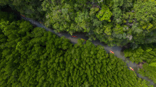 Aerial view of trees in forest