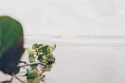 Close-up of plant on beach against sky