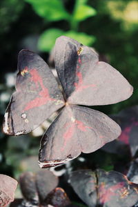 Close-up of leaf on leaves