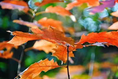 Close-up of maple leaves on plant