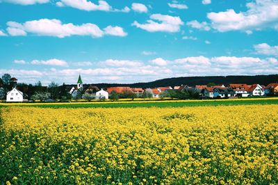 Rapeseed field in bloom nearby town against cloud sky