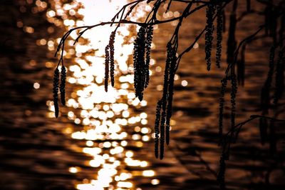 Close-up of illuminated lighting equipment hanging on tree