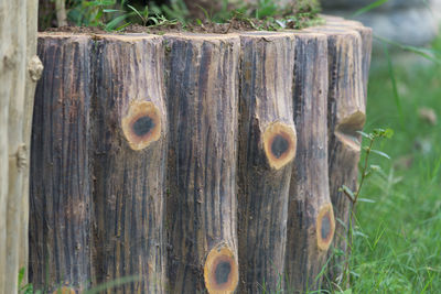 Close-up of tree trunk