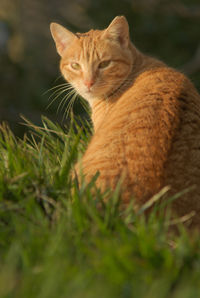 Cat on grass