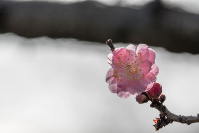 Close-up of pink cherry blossom