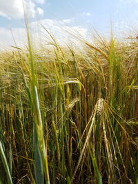 Close-up of wheat growing on field against sky