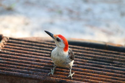 Close-up of bird perching outdoors