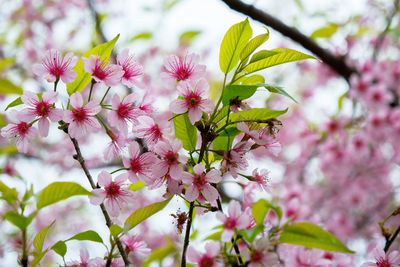 Close-up of pink cherry blossoms in spring