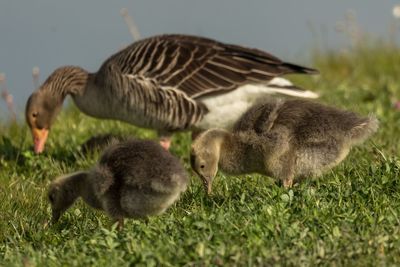 Close-up of ducklings on field