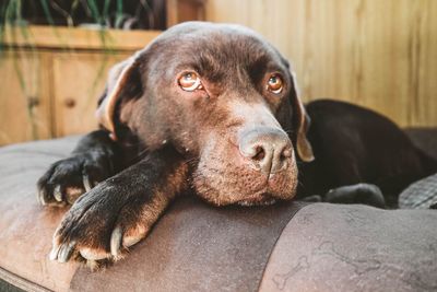 Close-up portrait of a dog resting at home