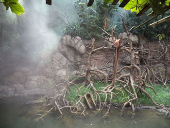 Birds in water by trees