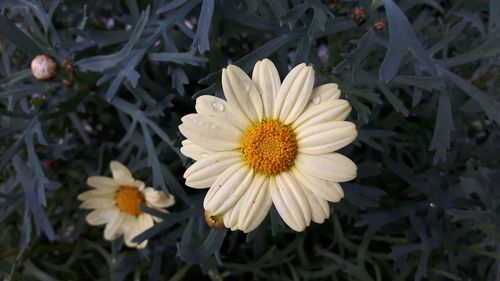 Close-up of white daisy flowers