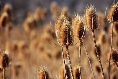 Close-up of dried thistle on field