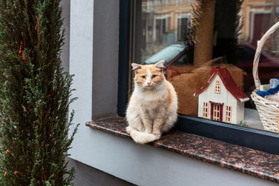 Cat standing on the window with showcase . sad kitten looking in camera