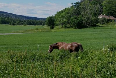 Horse grazing on field