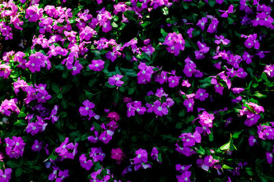 Full frame shot of pink flowering plants