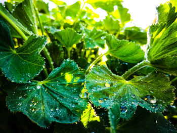 Close-up of raindrops on leaves