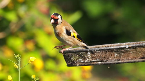 Close-up of bird perching on a tree