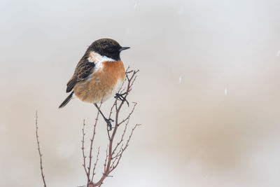 Close-up of bird perching on bare tree against sky