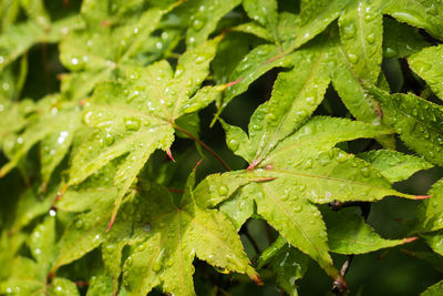 Macro shot of leaves on water