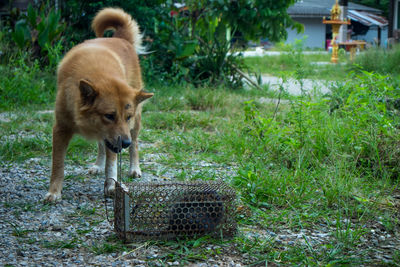 View of dog on field