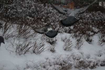 Bird flying over snow during winter