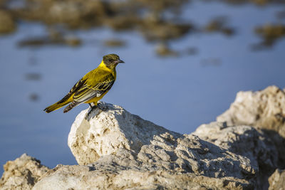 Close-up of bird perching on rock