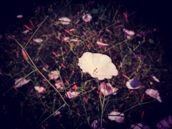 Close-up of white flowering plants on field