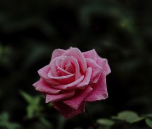 Close-up of pink rose 