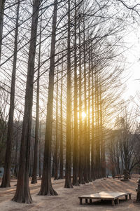 Bare trees in forest during winter