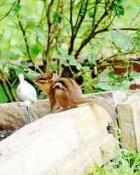 Squirrel on a tree