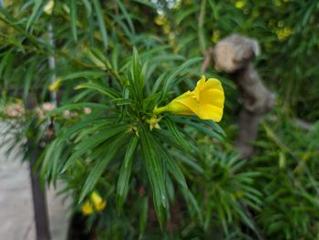 Close-up of yellow flowering plant