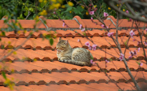 Portrait of cat sitting on footpath